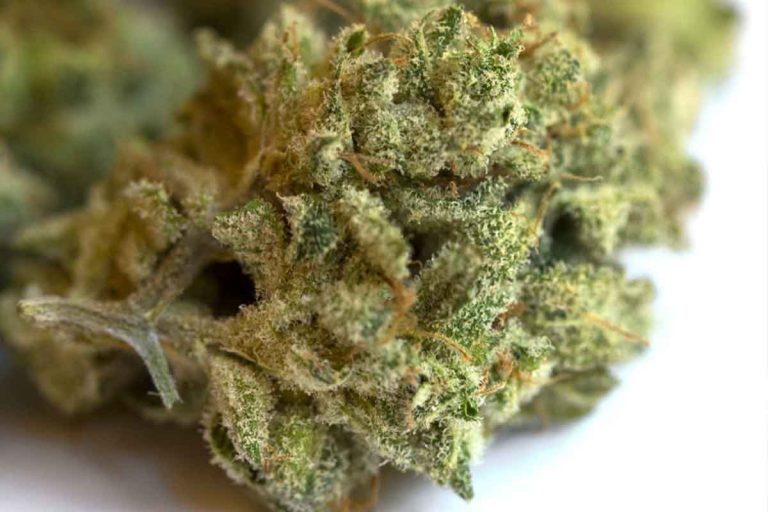 cannabis legale